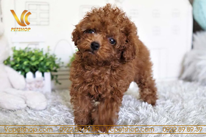 Chăm sóc và dinh dưỡng cho chó Poodle 2 tháng tuổi