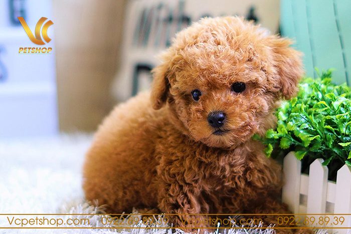 Hướng dẫn cách nuôi chó Poodle 2 tháng tuổi