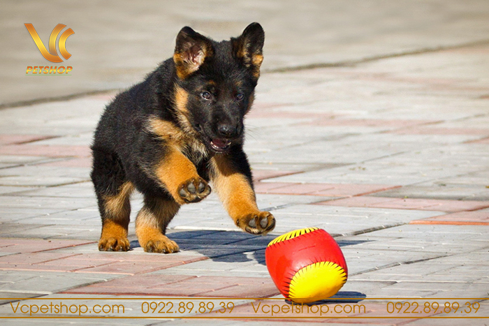 Tính dễ nuôi của chó becgie