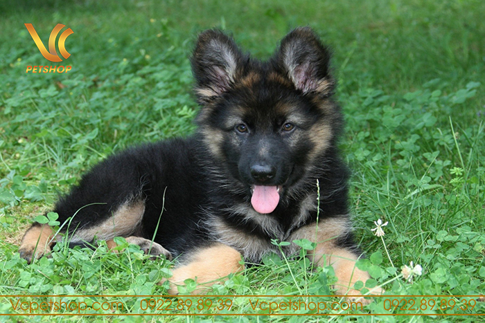 Những yếu tố cần lưu ý khi nuôi chó becgie