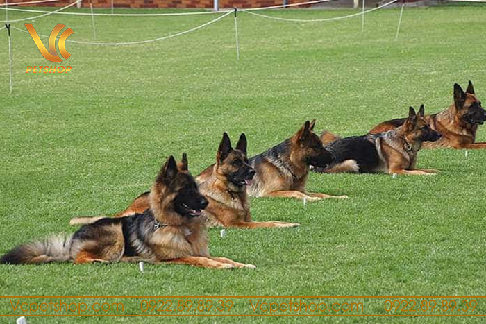 Cách nuôi chó becgie một cách hiệu quả