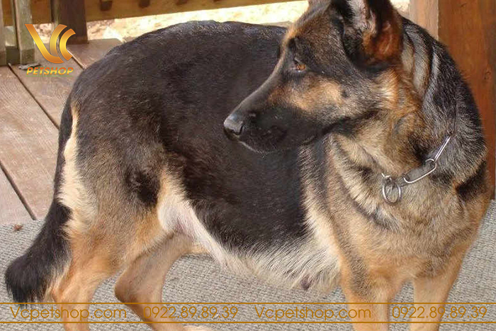 Thời gian mang thai của chó becgie