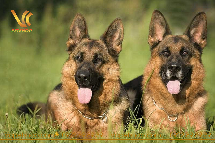 Cân nặng trung bình của chó Becgie là bao nhiêu