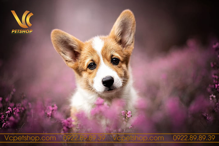 Có nên cho chó Corgi ăn cơm không