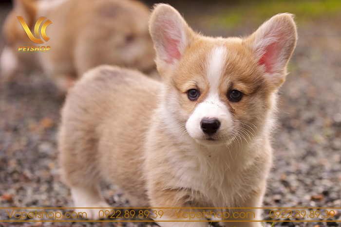Lựa chọn chế độ ăn phù hợp cho chó Corgi: