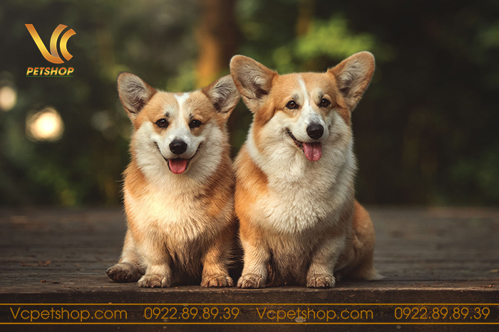 [Giải Đáp] Chó Corgi Bao Nhiêu Tháng Thì Sinh Sản Tốt Nhất