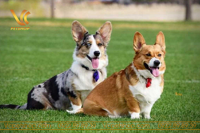 Những yếu tố cần xem xét trước khi sinh sản chó corgi 