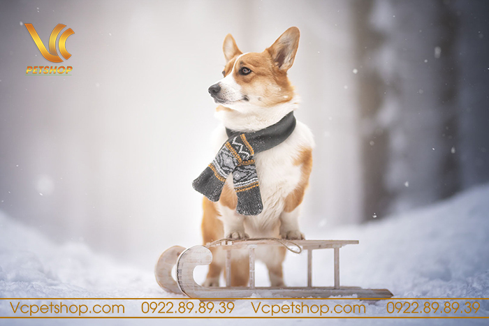 Chó Corgi Có Chịu Được Lạnh Không? Chăm Sóc Chó Corgi Trong Thời Tiết Lạnh