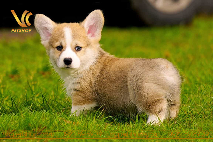 chó corgi có chịu được lạnh không