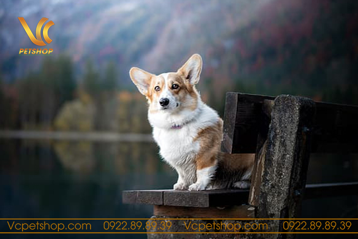 Bảo vệ chó Corgi trong thời tiết lạnh