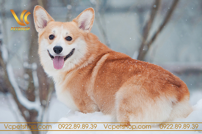 Chó corgi - một giống chó dễ nuôi