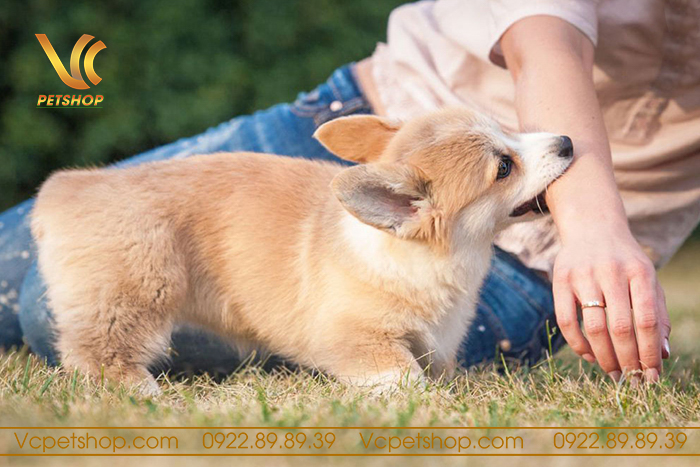 chó corgi có dễ nuôi không
