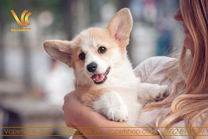 Chó Corgi có dễ nuôi không? Hiểu rõ tính cách và chế độ chăm sóc Corgi