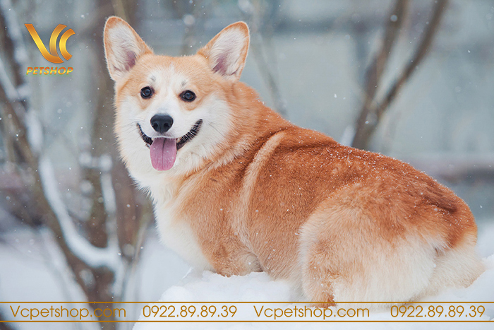 Chó Corgi có đuôi không? Tìm hiểu sự thật về cấu trúc đuôi của chó Corgi