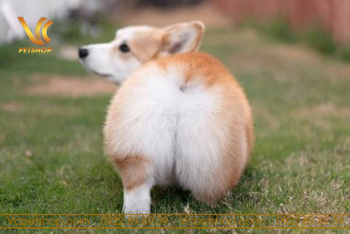 Cấu trúc đuôi của chó Corgi