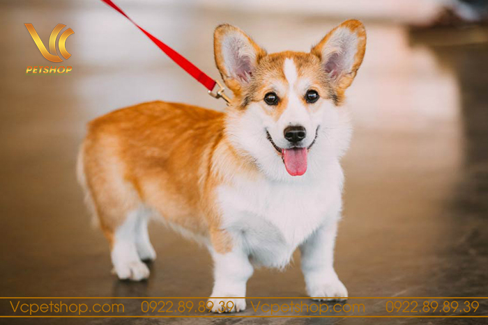 Quy định và chuẩn mực về đuôi chó Corgi