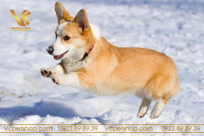 Chó Corgi có đuôi không