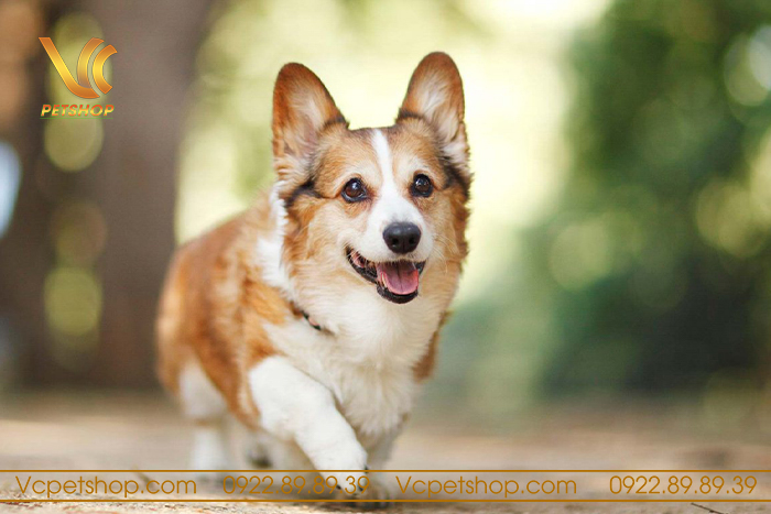 Tần suất và mức độ rụng lông của chó Corgi