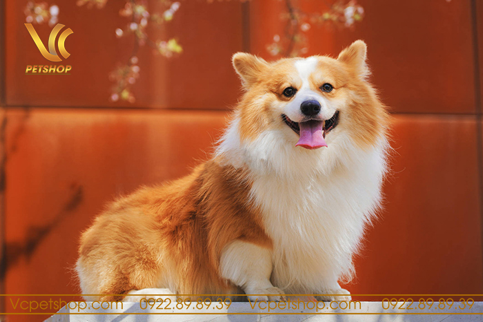 Kinh nghiệm chăm sóc chó Corgi thông minh: