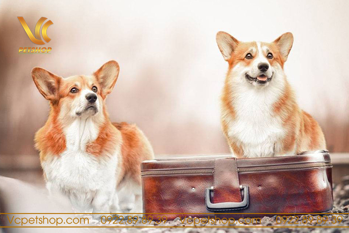 Chó Corgi Có Thông Minh Không? Khám Phá Đặc Điểm, Tính Cách Corgi