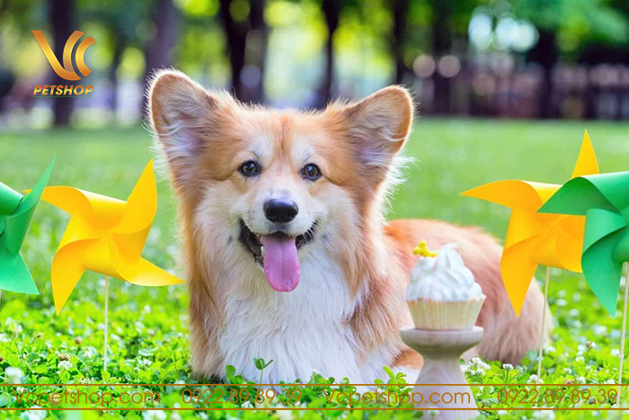 Đặc điểm của chó Corgi