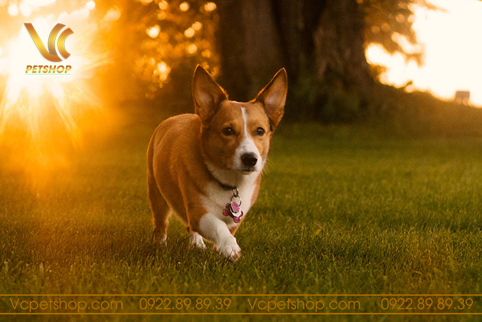 Biến thể trọng lượng của chó Corgi