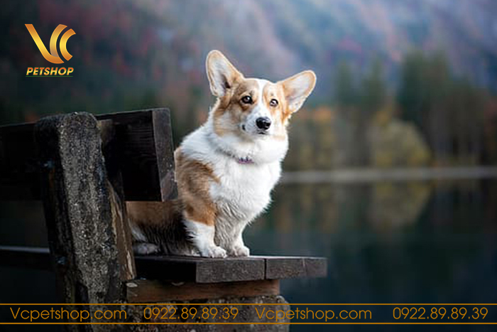 Những lưu ý về trọng lượng của chó Corgi