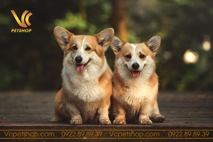 Những lưu ý về tuổi thọ của chó Corgi