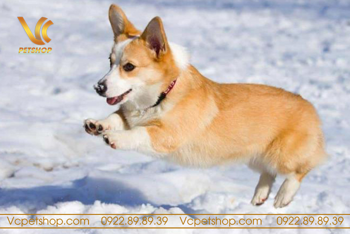 Chó Corgi Sống Được Bao Nhiêu Năm – Bí Quyết Để Chó Corgi Sống Lâu