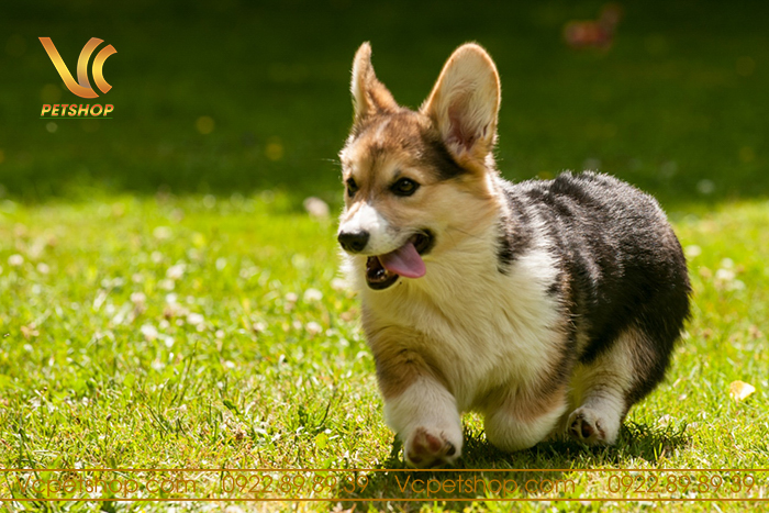 Tuổi thọ trung bình của chó Corgi