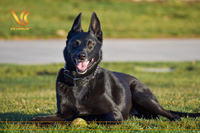 đặc điểm chó malinois đen tuyền
