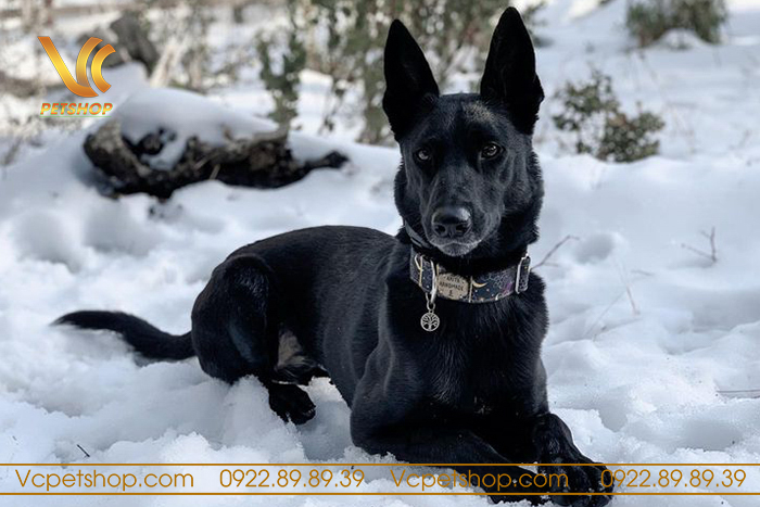 Tại sao chọn chó Malinois đen tuyền