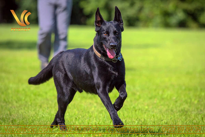 Chó Malinois Đen Tuyền – Ngoại Hình, Tính Cách Của Giống Chó Can Đảm, Trung Thành