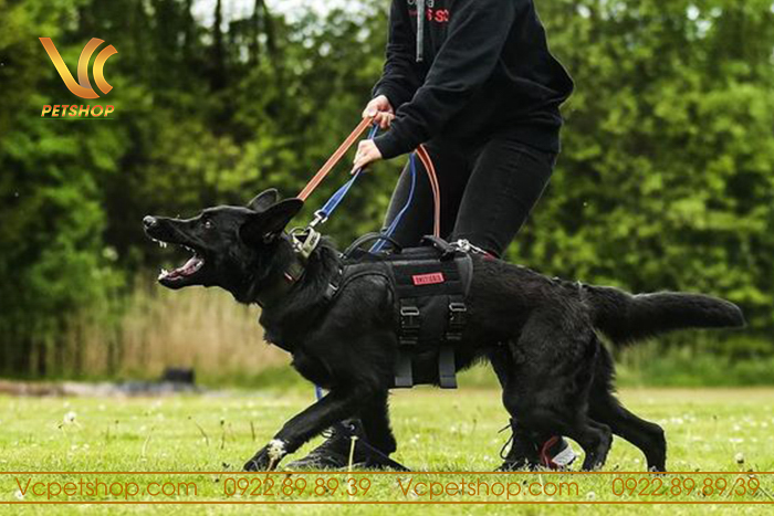 huấn luyện chó malinois đen tuyền