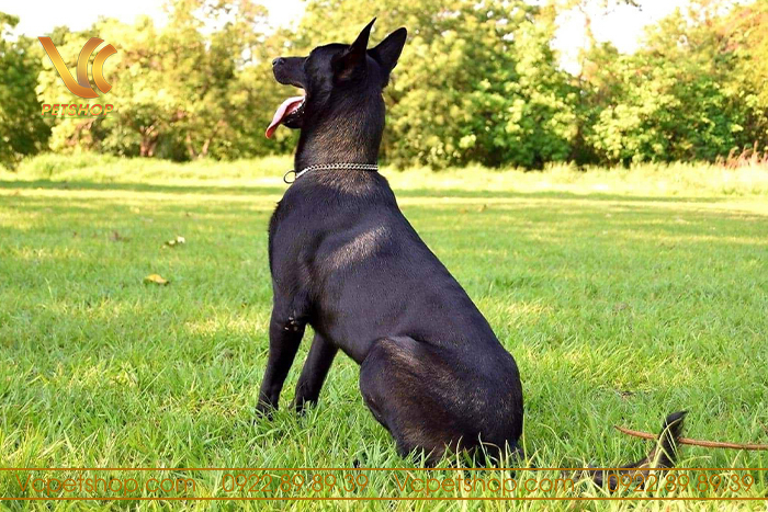 Tại sao chọn chó Malinois màu Duron