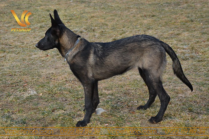 Tính cách và đặc điểm nổi bật của chó Malinois màu Duron