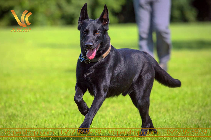 Các màu lông phổ biến của chó Malinois