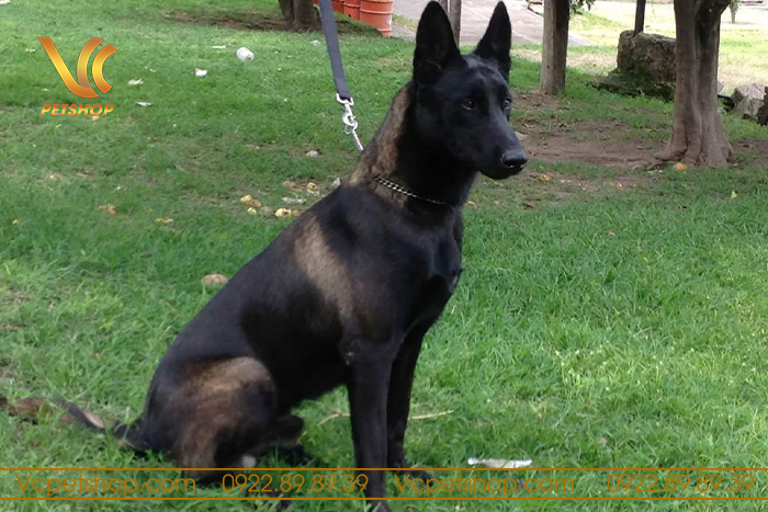 Chăm sóc màu lông chó Malinois