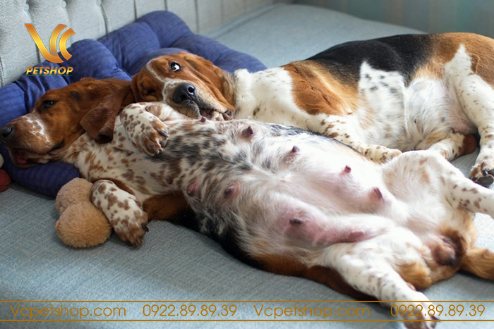 Thời gian để biết chó phối bao nhiêu ngày thì biết có thai