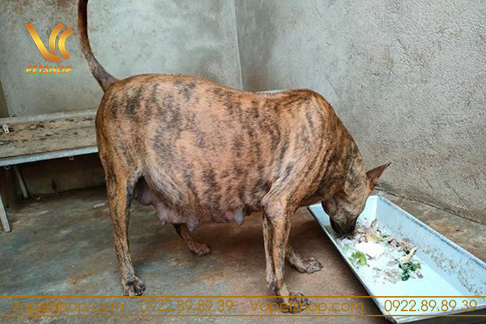 Quá trình phối giống chó