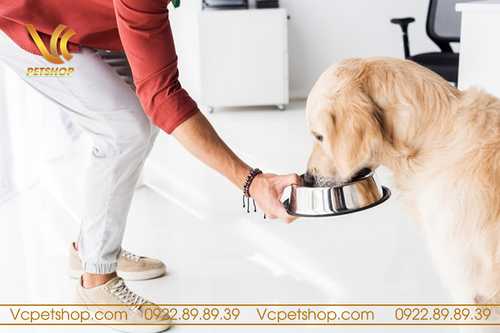 Chó phối bao nhiêu ngày thì biết có thai