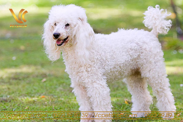 Chó Poodle Miniature