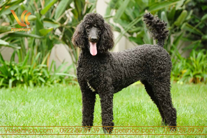 Chó Standard Poodle (Size lớn)