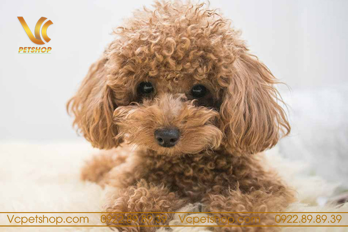 Chó Poodle Có Rụng Lông Không? Đặc Điểm Và Cách Chăm Sóc Lông Poodle