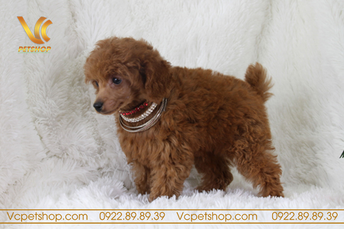 Nguyên nhân dẫn đến việc rụng lông của chó Poodle