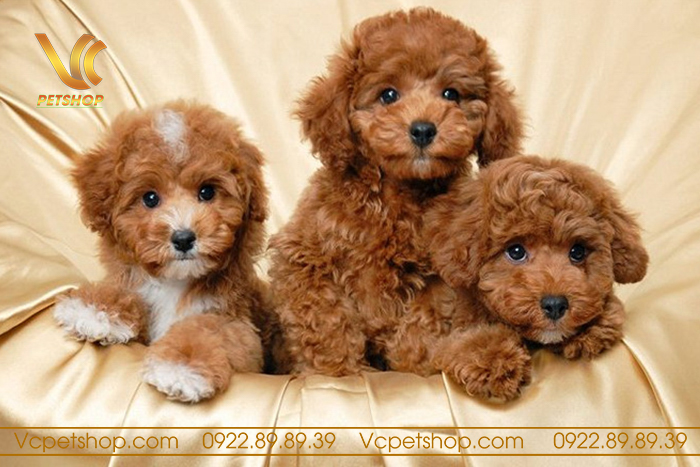 Cách chăm sóc lông chó Poodle để giảm rụng lông