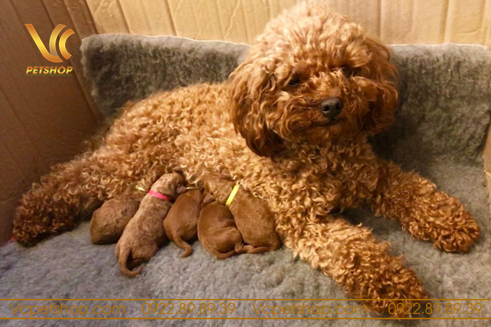 Chăm sóc cho chó Poodle mang thai