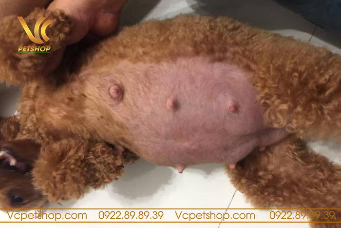 Dấu hiệu chó Poodle đang mang thai