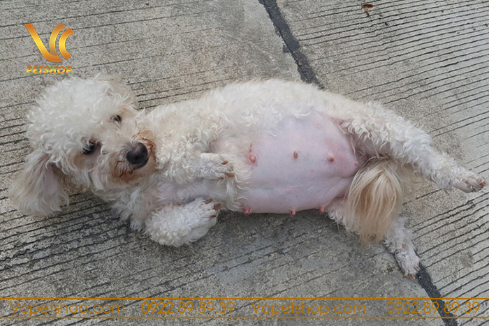 Chó Poodle Mang Thai Bao Lâu – Cách Nhận Biết, Chăm Sóc Chó Poodle