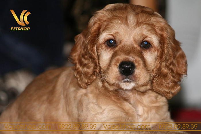 Tần suất tắm chó Poodle tắm mấy lần 1 tuần